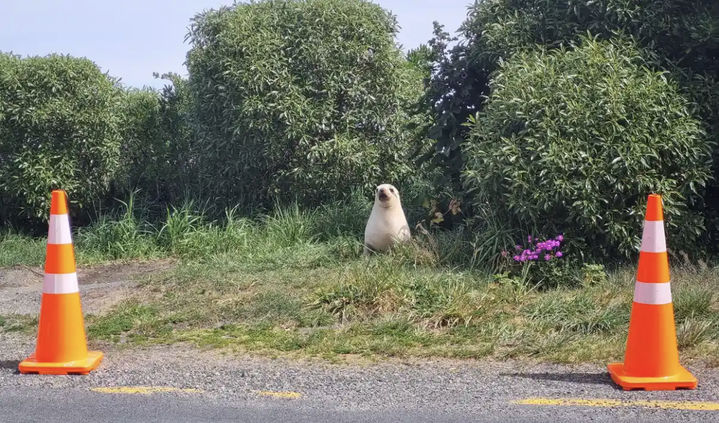 [서울=뉴시스] 뉴질랜드 항구도시 더니든에 수년째 바다사자 무리가 출몰하며 휴가철을 즐기는 사람들과 맞닥뜨려 크고 작은 소란이 벌어지고 있다고 8일(현지 시간) 가디언이 보도했다. 사진은 도로 주변에 나타난 바다사자. (사진=뉴질랜드 환경보호부) 2024.10.10. *재판매 및 DB 금지