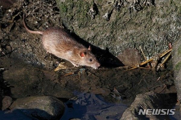 [서울=뉴시스]국내 연구진이 소형 장비로 유전체를 해독하는 나노포어 기술을 이용해 유행성출혈열을 일으키는 한탄바이러스 감염을 신속하면서도 정밀하게 분석할 수 있는 새로운 진단법을 개발했다. (사진= 뉴시스DB) 2024.01.18. photo@newsis.com. 