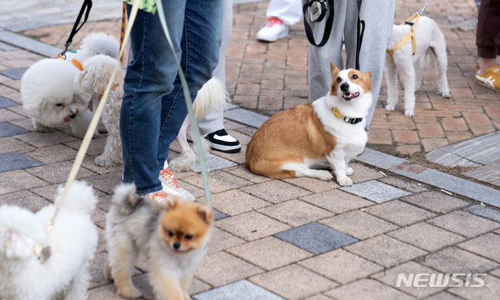 [광주=뉴시스] 광주시 반려동물 친화도시 종합계획 추진. (사진=광주시청 제공). photo@newsis.com *재판매 및 DB 금지