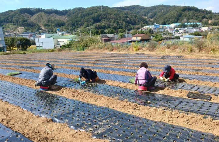 청주시 "도시농부 육성으로 농촌 인력난 해소"