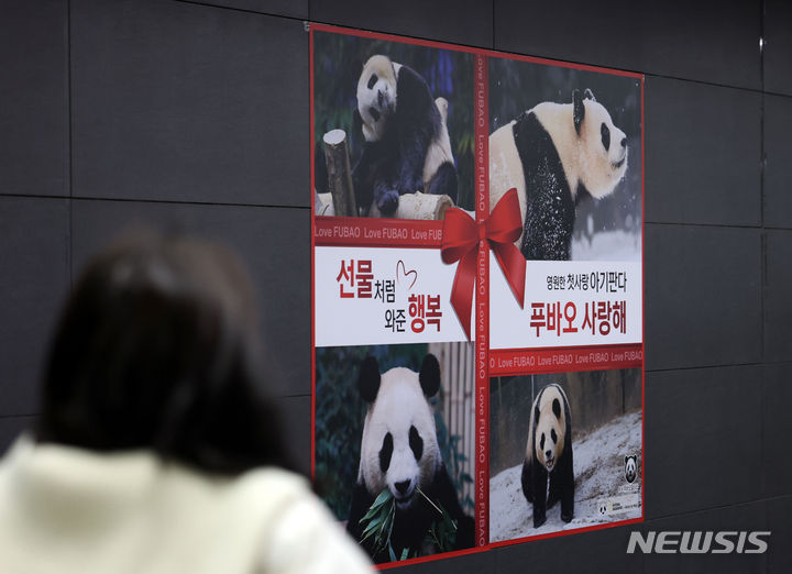 [서울=뉴시스] 김선웅 기자 = 15일 서울 홍대입구역 통로에 에버랜드 거주 판다 '푸바오' 광고가 게시돼있다. 이 광고는 한 인터넷커뮤니티의 푸바오 게시판 이용자들이 모금을 통해 게시한 것으로, 2020년 한국 최초 자연 번식 출생 판다인 푸바오는 성체가 되는 4월 경 중국으로 떠날 예정이다. '멸종위기에 처한 동식물의 교역에 관한 국제협약(워싱턴 조약)'에 따르면 1984년 이후 중국에서 타국으로 반출하거나 타국에서 태어난 모든 판다는 중국 정부에 소유권이 있고 판매가 아닌 임대 형식으로 반출된다. 또한 일정 기간이 지나면 중국으로 돌아가야 한다. 2024.02.15. mangusta@newsis.com