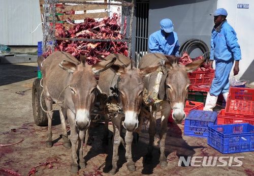 [나이바샤,케냐=AP/뉴시스] 중국 건강식품인 당나귀 아교 '어자오' 수요를 맞추기 위해 아프리카 전역의 당나귀 개체수가 급감하고 도난, 밀수 등 범죄가 성행하자 아프리카 정부들이 당나귀 수출 전면 금지를 고려 중이라고 14일(현지 시간) BBC가 보도했다. 사진은 2017년 케냐 나이바샤의 쓰레기 처리장에서 당나귀들이 어자오 생산을 위해 도축된 당나귀 잔해를 실은 수레를 끌고 있는 모습. 2024.02.16. *재판매 및 DB 금지