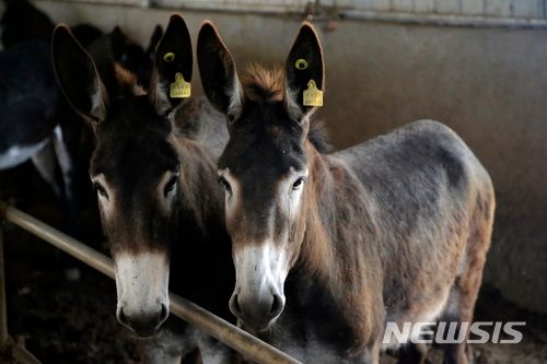 [둥어,중국=AP/뉴시스] 중국 건강식품인 당나귀 아교 '어자오' 수요를 맞추기 위해 아프리카 전역의 당나귀 개체수가 급감하고 도난, 밀수 등 범죄가 성행하자 아프리카 정부들이 당나귀 수출 전면 금지를 고려중 이라고 14일(현지 시간) BBC가 보도했다. 사진은 2018년 중국 산둥성 둥어 마을의 한 당나귀 사육장에서 지난 당나귀들이 도축 전 출하를 기다리는 모습. 2024.02.16. *재판매 및 DB 금지