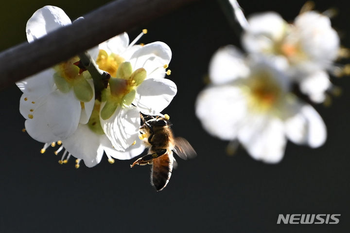 [해남=뉴시스] 이영주 기자 = 완연한 봄 날씨가 이어진 17일 오후 전남 해남군 한 매화 나무에서 꿀벌이 꿀을 채집하고 있다. 2024.02.17. leeyj2578@newsis.com