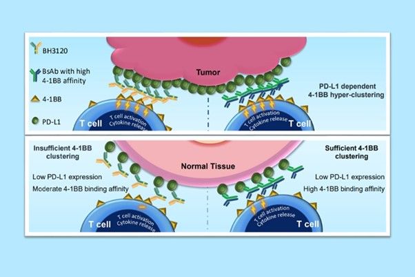 [서울=뉴시스] 북경한미약품이 미국암연구학회(AACR 2023)에서 발표한 BH3120의 작용 기전. 종양(Tumor)에서는 ‘BH3120(왼쪽 Y자 물질)’과 ‘4-1BB 결합력이 높은 이중항체(오른쪽 Y자 물질)’ 모두 강력한 항암효과를 유도하지만, 일반 조직(Nomal Tissue)에서는 BH3120이 4-1BB 결합력이 높은 이중항체와 달리 불필요한 면역활성화를 최소화해 보다 안전성을 지닌다는 내용 (사진=한미약품 제공) 2024.02.19. photo@newsis.com *재판매 및 DB 금지