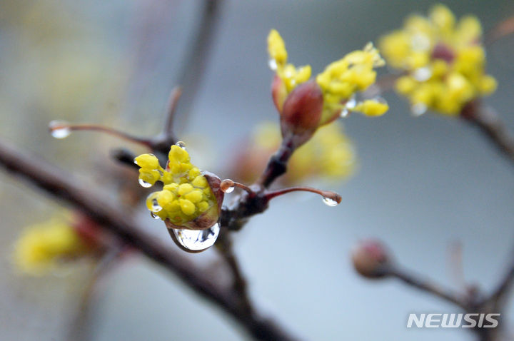 봄비 품은 산수유. (사진 = 뉴시스 DB) photo@newsis.com
