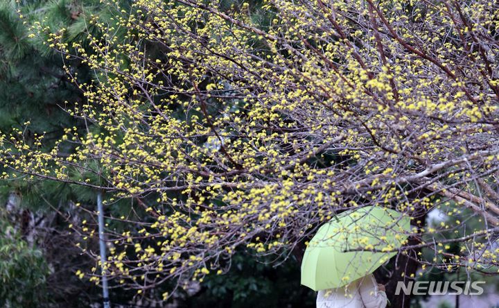 [부산=뉴시스] 하경민 기자 = 봄을 재촉하는 비가 내린 20일 부산 수영구 수영사적공원을 찾은 한 시민이 꽃을 활짝 피운 산수유나무 아래를 지나고 있다. 2024.02.20. yulnetphoto@newsis.com