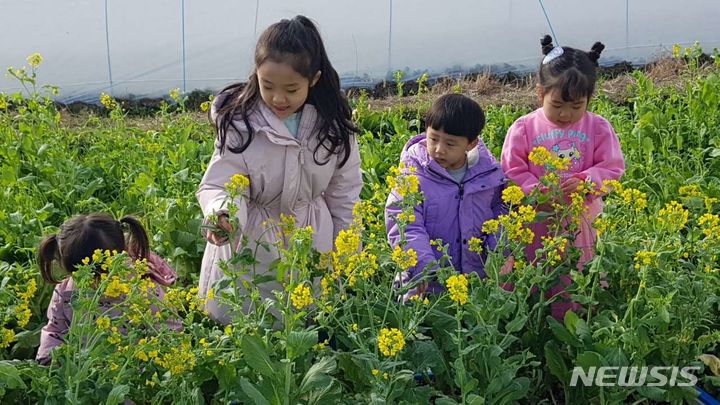 [강진=뉴시스]강진 청자축제장 유채꽃밭을 찾은 어린이들이 유채꽃을 호기심 어린 눈으로 바라보고 있다. 