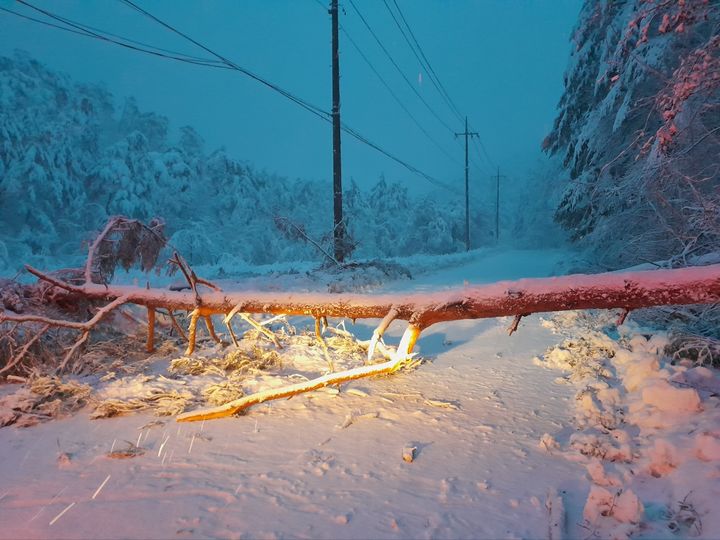 [영양=뉴시스] 22일 경북 영양군 수비면에 많은 눈이 내리며 도로에 나무가 쓰러져 있다. (사진 = 경북소방본부 제공) 2024.2.22. photo@newsis.com *재판매 및 DB 금지