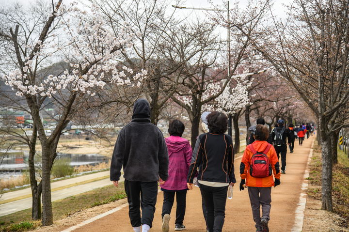 영주시민들이 서천 벚꽃길을 걷고 있다. (사진=영주시 제공) *재판매 및 DB 금지