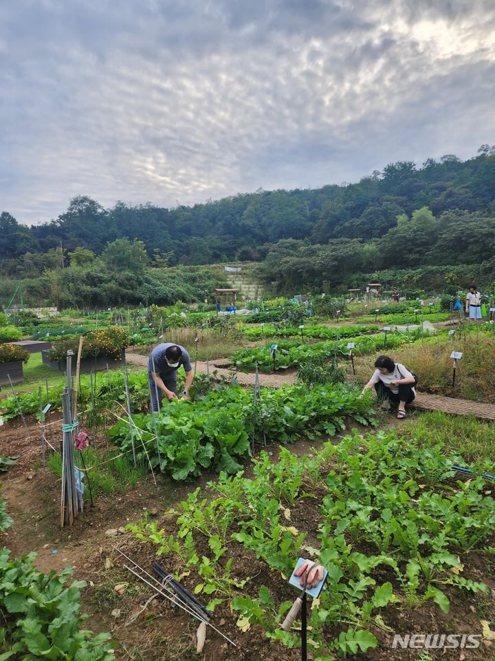[서울=뉴시스]지난해 강감찬텃밭에서 작물을 수확하는 구민들의 모습.(제공=관악구)