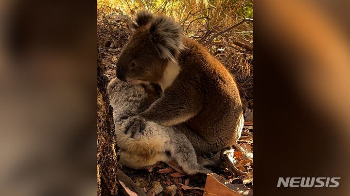 호주에서 암컷 코알라의 죽음에 슬퍼하는 수컷 코알라의 모습이 포착됐다. 가슴 아픈 영상은 소셜미디어(SNS)에 공유돼 화제를 모았다. 출처 : @Koala Rescue *재판매 및 DB 금지