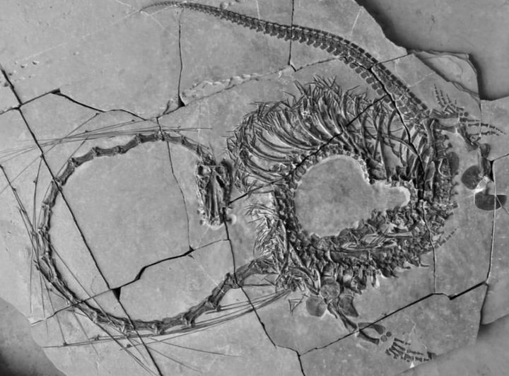 [서울=뉴시스] 스코틀랜드국립박물관이 중국의 '용' 모양 화석을 공개했다고 23일(현지시간) CNN 등이 보도했다. 사진은 스코틀랜드국립박물관이 공개한 트라이아스기 수생 파충류 '디노케팔로사우루스 오리엔탈리스'(Dinocephalosaurus orientalis) 화석. 2024.02.26. *재판매 및 DB 금지
