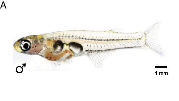 [서울=뉴시스] 독일 연구진이 2021년 미얀마에서 최초 보고되어 '척추동물 중 뇌가 가장 작은 동물'로 기록된 물고기 다니오넬라 세레브럼(Danionella cerebrum)이 드릴과 비슷한 소음을 낸다는 사실을 밝혀냈다. (사진=미국 국립과학원 회보) 2024.02.08. *재판매 및 DB 금지