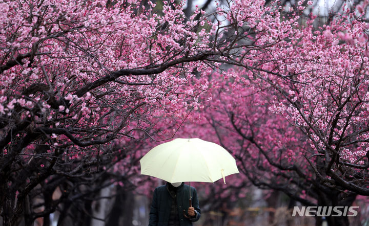 [대구=뉴시스] 이무열 기자 = 절기상 경칩인 지난 5일 대구 중구 국채보상운동기념공원에 만개한 홍매화 아래로 우산을 쓴 한 시민이 산책하고 있다. 2024.03.05. lmy@newsis.com