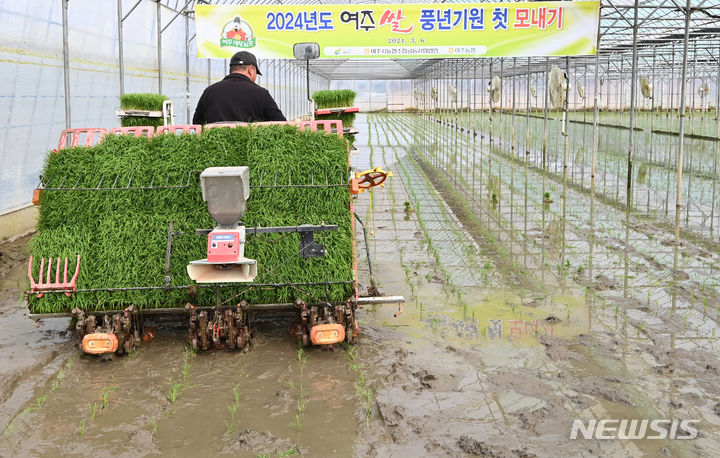 [여주=뉴시스] 김종택 기자 = 6일 경기도 여주시 우만동 한 비닐하우스 논에서 열린 '대왕님표 여주쌀 모내기 행사'에서 농부가 이앙기로 모를 심고 있다. 2024.03.06. jtk@newsis.com