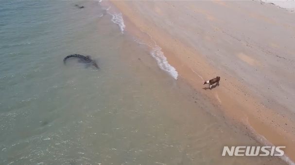 호주의 해변에서 악어의 표적이 돼 잡아먹힐 뻔한 개 한 마리가 극적으로 생명을 건진 장면이 촬영됐다. 영상은 소셜미디어(SNS)에 올라와 많은 화제를 모았다. 출처 : @jerrysdronepage_ *재판매 및 DB 금지