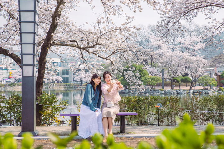 '연화지'에서 벚꽃을 배경으로 사진 찍는 관광객들 (사진=김천시 제공) *재판매 및 DB 금지