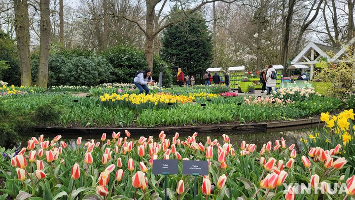 [리세=신화/뉴시스] 21일(현지시각) 네덜란드 리세의 쾨켄호프 공원에서 방문객들이 알록달록한 튤립들을 구경하고 있다. 지상 최대의 튤립 축제라 불리는 쾨켄호프 꽃축제가 21일 개막해 5월 12일까지 이어진다. 2024.03.22.
