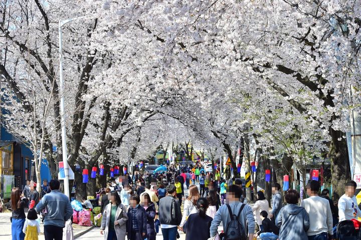 제천 청풍호 벚꽃축제, 27일 막오른다…12일간의 꽃잔치