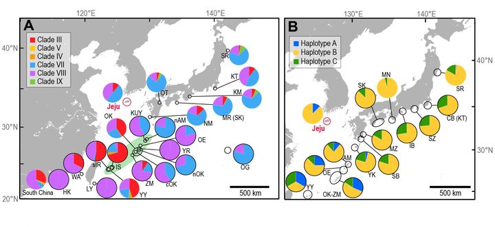 [인천-뉴시스] 제주도와 인근 해역에 서식하는 바다거북 개체군의 미토콘드리아 DNA 하플로타입의 구성(A=푸른바다거북, B=붉은바다거북). 그림 A에서 연두색으로 표시된 지역은 일본 남부에 위치한 류큐 열도로, 제주도 바다거북 개체군과 높은 유전자 연결성을 보였다. 검은색 테두리의 파이 그래프는 번식지를 나타냄. 제주도를 제외한 각 지역의 이름은 줄임말로 표시. (사진=인하대 제공)   *재판매 및 DB 금지