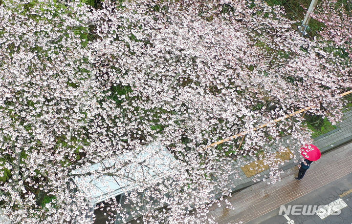 [제주=뉴시스] 우장호 기자 = 흐린 날씨를 보이는 24일 오후 제주 도내 대표적인 벚꽃 명소인 제주대학교 앞 가로수길에 상춘객들의 발길이 이어지고 있다. 2024.03.26. woo1223@newsis.com