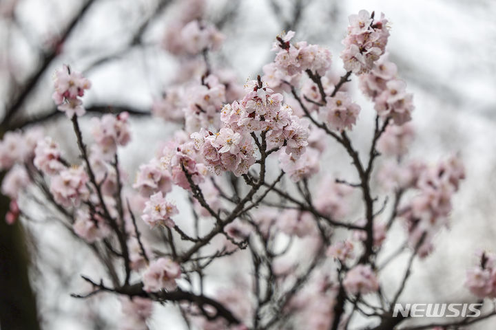 [서울=뉴시스] 정병혁 기자 =수요일인 오는 27일은 전국이 가끔 구름 많은 가운데 내륙을 중심으로 낮 기온이 15~20도까지 올라 일교차가 크겠다. 사진은 26일 서울 중구 정동길에 심어진 벚나무에 벚꽃이 핀 모습. 2024.03.26. jhope@newsis.com