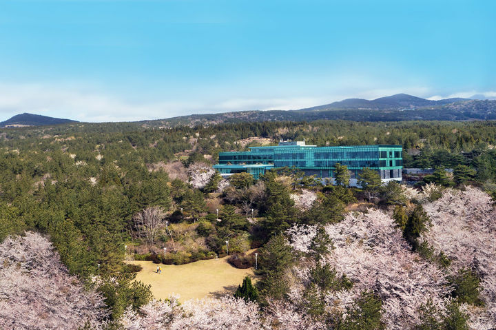 벚꽃이 핀 위호텔제주(WE Hotel Jeju) 모습.(사진=위호텔 제주 제공) *재판매 및 DB 금지
