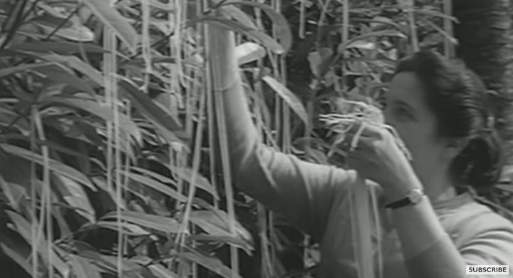[서울=뉴시스] '영국 BBC TV'는 지난 1957년 4월 1일 탐사 보도 프로그램 '파노라마'를 통해 '스파게티가 자라는 나무가 있다'라는 만우절 장난을 쳤다. (사진= 'My스위스' 채널 캡처) 2024.3.31. photo@newsis.com *재판매 및 DB 금지