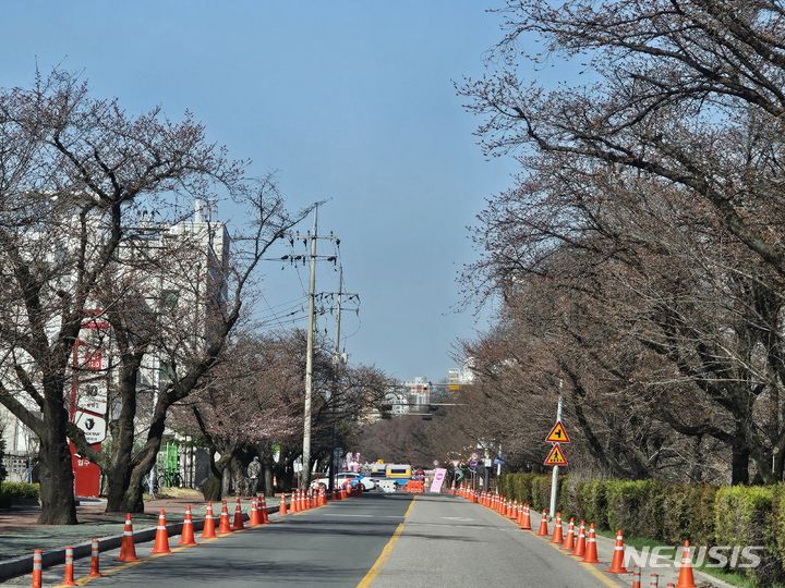 [안동=뉴시스] 김진호 기자 = '2024 안동벚꽃축제'가 열리고 있는 낙동강변 벚꽃길 축제장이 30일 벚꽃이 개화되지 않으면서 한산한 모습이다. 2024.03.30  kjh9326@newsis.com