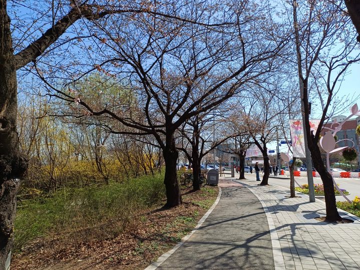 "벚꽃 아닌 개나리축제 왔다"…서울 벚꽃축제 '한산'