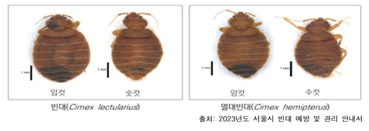 [서울=뉴시스]빈대. 2024.04.02. (사진=서울교통공사 제공) *재판매 및 DB 금지