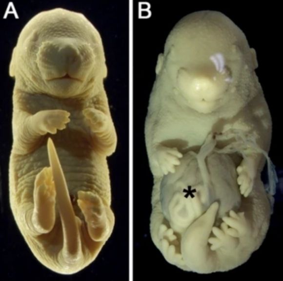과학자들이 유전자 조작을 통해 다리가 6개 달린 쥐 배아를 만들었다. (사진= 네이처 커뮤니케이션 제공) *재판매 및 DB 금지