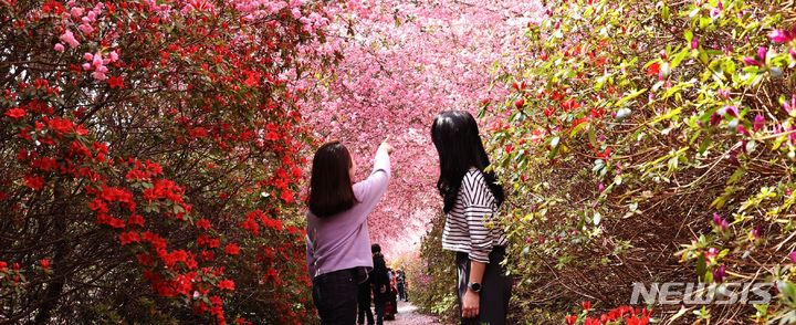 [광주=뉴시스]강진군 군동면 남미륵사 일원에서 제1회 강진 서부해당화 봄꽃축제를 연다. 3일 꽃이 활짝 피었다. 