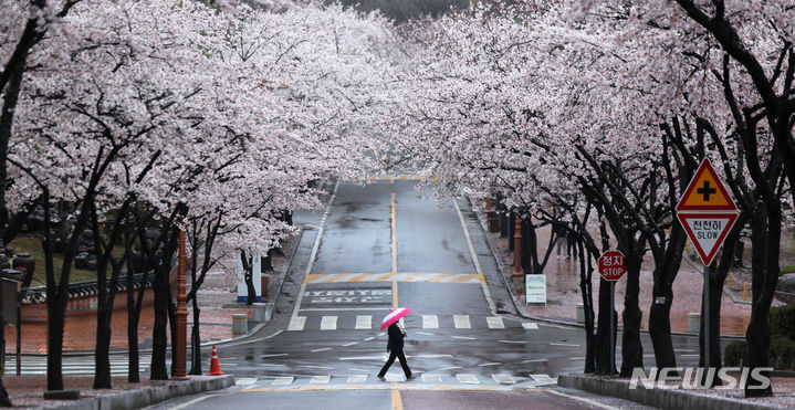 [대구=뉴시스] 이무열 기자 = 봄비가 내린 전날(3일) 대구 달서구 계명대학교 성서캠퍼스에서 우산을 쓴 학생들이 만개한 벚꽃 아래를 걷고 있다. 2024.04.03. lmy@newsis.com