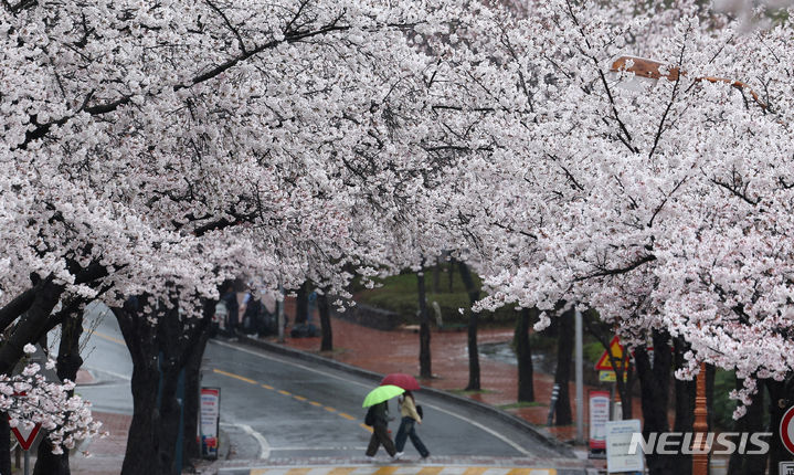 [대구=뉴시스] 이무열 기자 = 봄비가 내린 지난 3일 대구 달서구 계명대학교 성서캠퍼스에서 우산을 쓴 한 학생이 만개한 벚꽃 아래를 걷고 있다. 2024.04.03. lmy@newsis.com