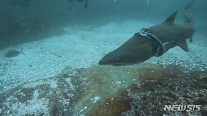 호주의 바다에서 플라스틱 고리가 몸에 끼어 고통받는 상어가 포착됐다. 영상을 촬영한 스쿠버 다이빙 센터는 소셜미디어(SNS)에 영상을 공유하며, 해양쓰레기 문제에 대한 관심을 촉구했다. 출처 : @Forster Dive Centre *재판매 및 DB 금지