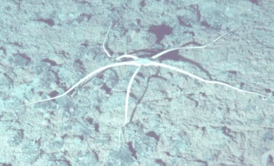 클라리온-클리퍼톤 해역(CCZ)에서 발견된 생물(사진=SMARTEX Project/NERC 제공) *재판매 및 DB 금지
