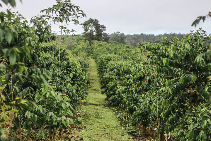 하와이 아일랜드 '코나 커피 앤 티'의 커피 나무 *재판매 및 DB 금지