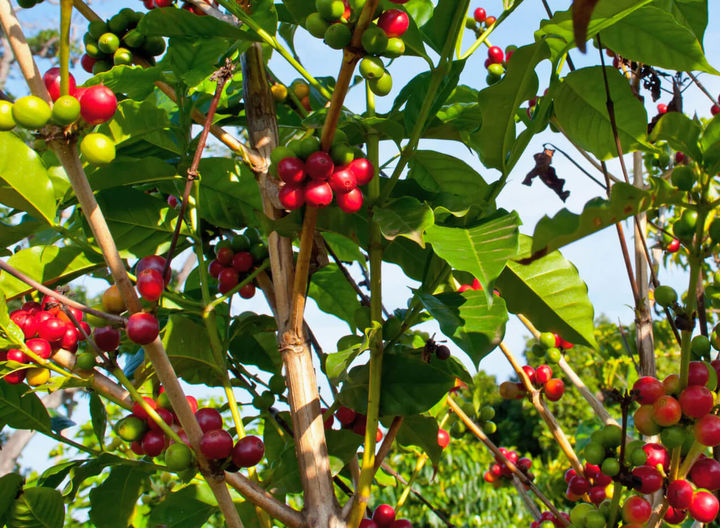 하와이 하와이 아일랜드 '그린웰 팜스'의 커피 나무에 열린 열매 *재판매 및 DB 금지