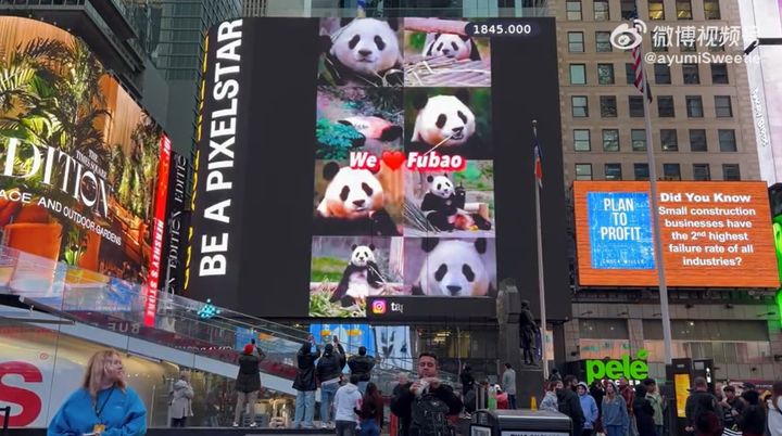 [서울=뉴시스] 한국에서 태어난 자이언트 판다 푸바오의 광고가 미국 뉴욕 타임스 스퀘어 떴다. (사진=웨이보 @ayumiSweetie) *재판매 및 DB 금지