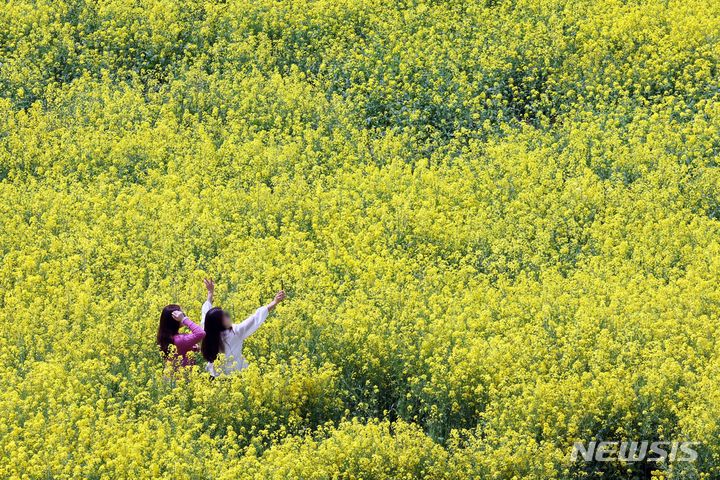 [부산=뉴시스] 하경민 기자 = 포근한 날씨를 보인 12일 부산 강서구 대저생태공원 유채꽃밭을 찾은 여성들이 기념사진을 찍고 있다. 2024.04.12. yulnetphoto@newsis.com