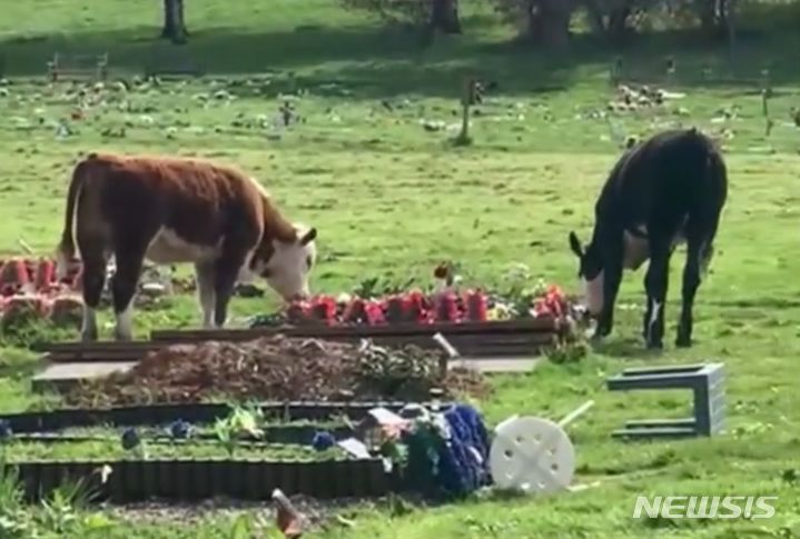 영국에서 밭을 벗어난 소들이 묘지에 난입해 무덤을 훼손하는 소동이 벌어졌다. 소들은 무덤에 대변까지 봐서 유가족들을 망연자실하게 했다. 출처 : @Bristol.Live *재판매 및 DB 금지