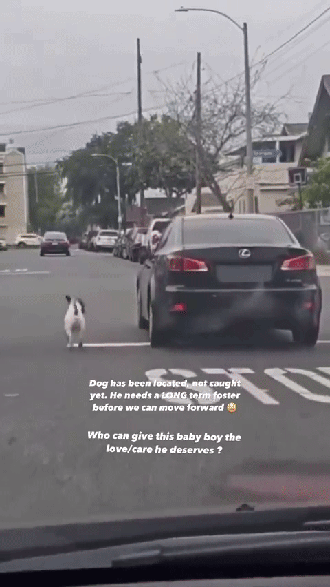 [서울=뉴시스]미국의 한 도로에서 버려진 개가 주인의 차량을 필사적으로 쫓아가는 영상이 SNS상에서 확산되고 있다.(사진=엑스 캡처) *재판매 및 DB 금지