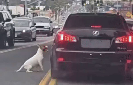 [서울=뉴시스]미국의 한 도로에서 버려진 개가 주인의 차량을 필사적으로 쫓아가는 영상이 SNS상에서 확산되고 있다.(사진=엑스 캡처) *재판매 및 DB 금지