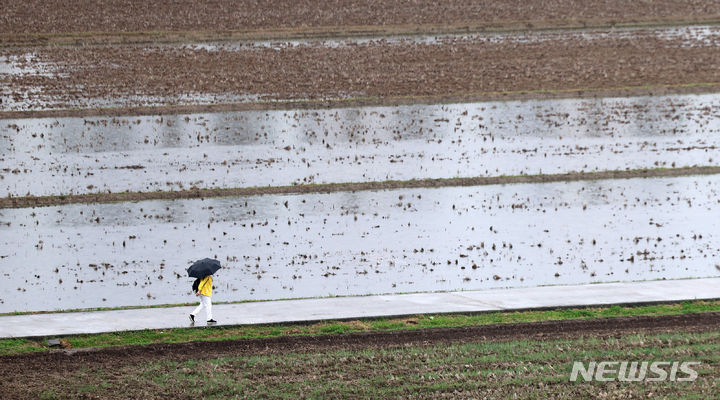 [대구=뉴시스] 이무열 기자 = 비가 내리는 29일 대구 북구 학정동 들녘에서 우산을 쓴 한 시민이 논둑길을 걸어가고 있다. 2024.04.29. lmy@newsis.com