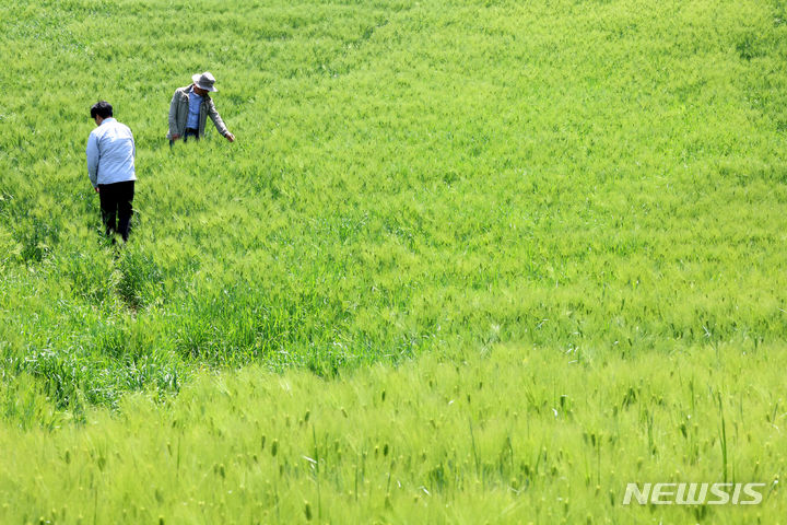 청보리밭을 찾은 시민들이 보리밭 사잇길을 걷고 있다. (뉴시스 DB) photo@newsis.com