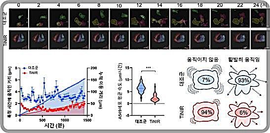 [대전=뉴시스] 3차원 홀로토모그래피 현미경을 통해 TiNIR 처리에 따른 폐암세포주의 이동능력 감소 현상을 규명했다. (사진=한국기초과학지원연구원 제공) 2024.05.07. photo@newsis.com *재판매 및 DB 금지