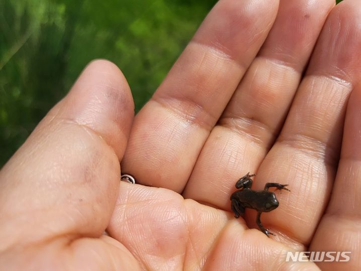 [광양=뉴시스] 전남 광양시 진상면 일대 산란지에서 서식지로 이동하는 새끼 두꺼비. (사진=전남녹색연합 제공) 2024.05.07. photo@newsis.com
