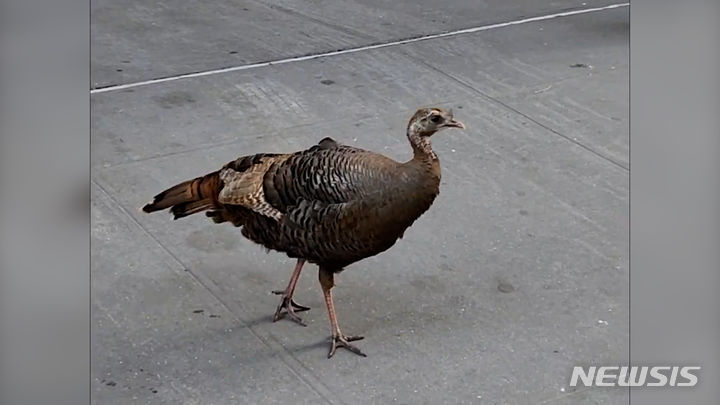 뉴욕 맨해튼 길거리에서 야생 칠면조가 유유히 걸어다니는 모습이 포착됐다. 출처 : @BirdCentralPark *재판매 및 DB 금지